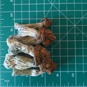 Buy dried Penis Envy Mushroom