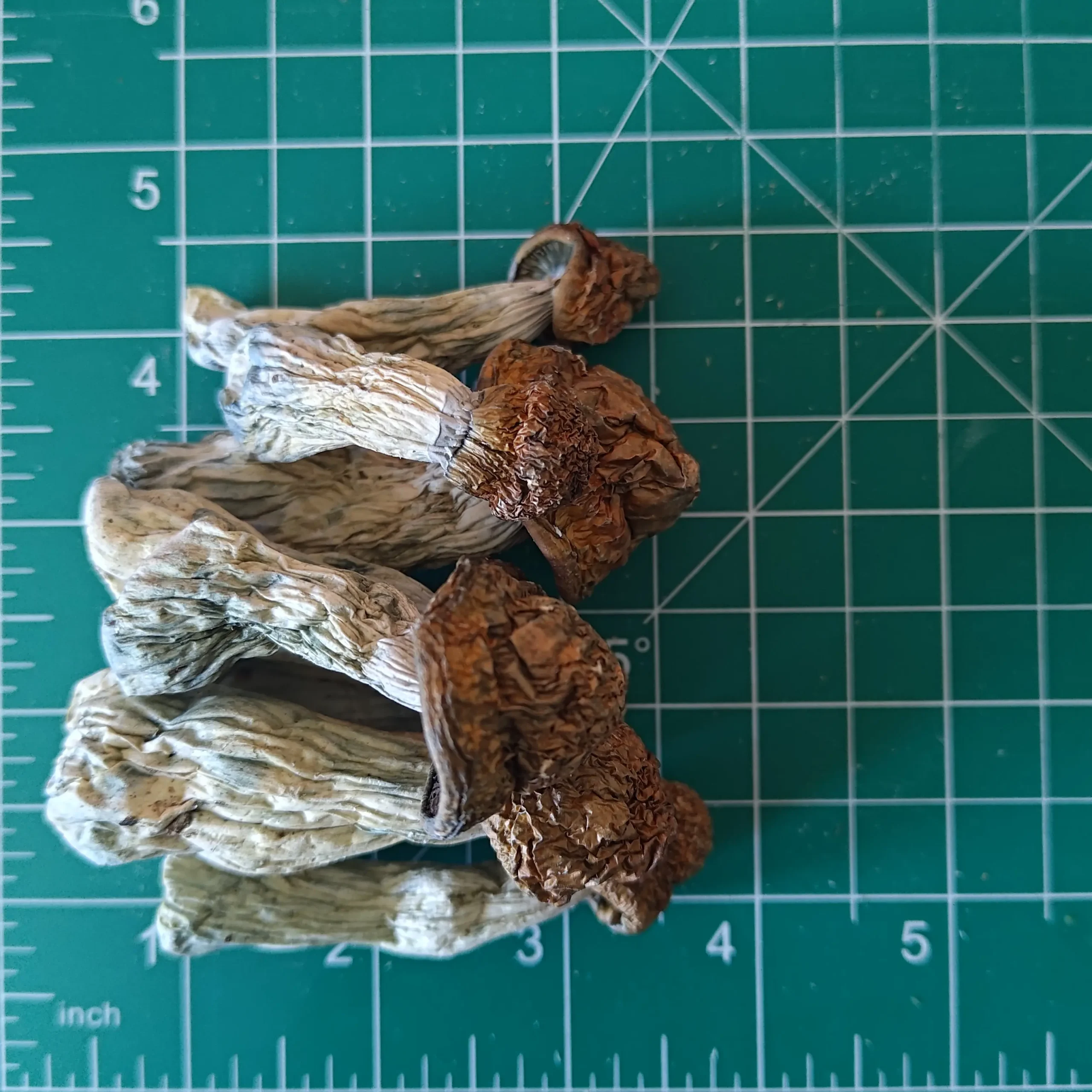 Buy dried Penis Envy Mushroom