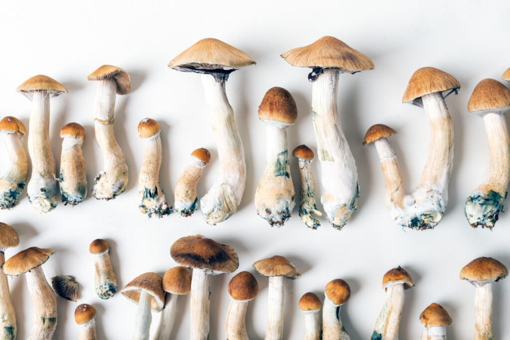 Unlocking the Power of Magic Mushrooms: how psilocybin in magic mushrooms affects brain function