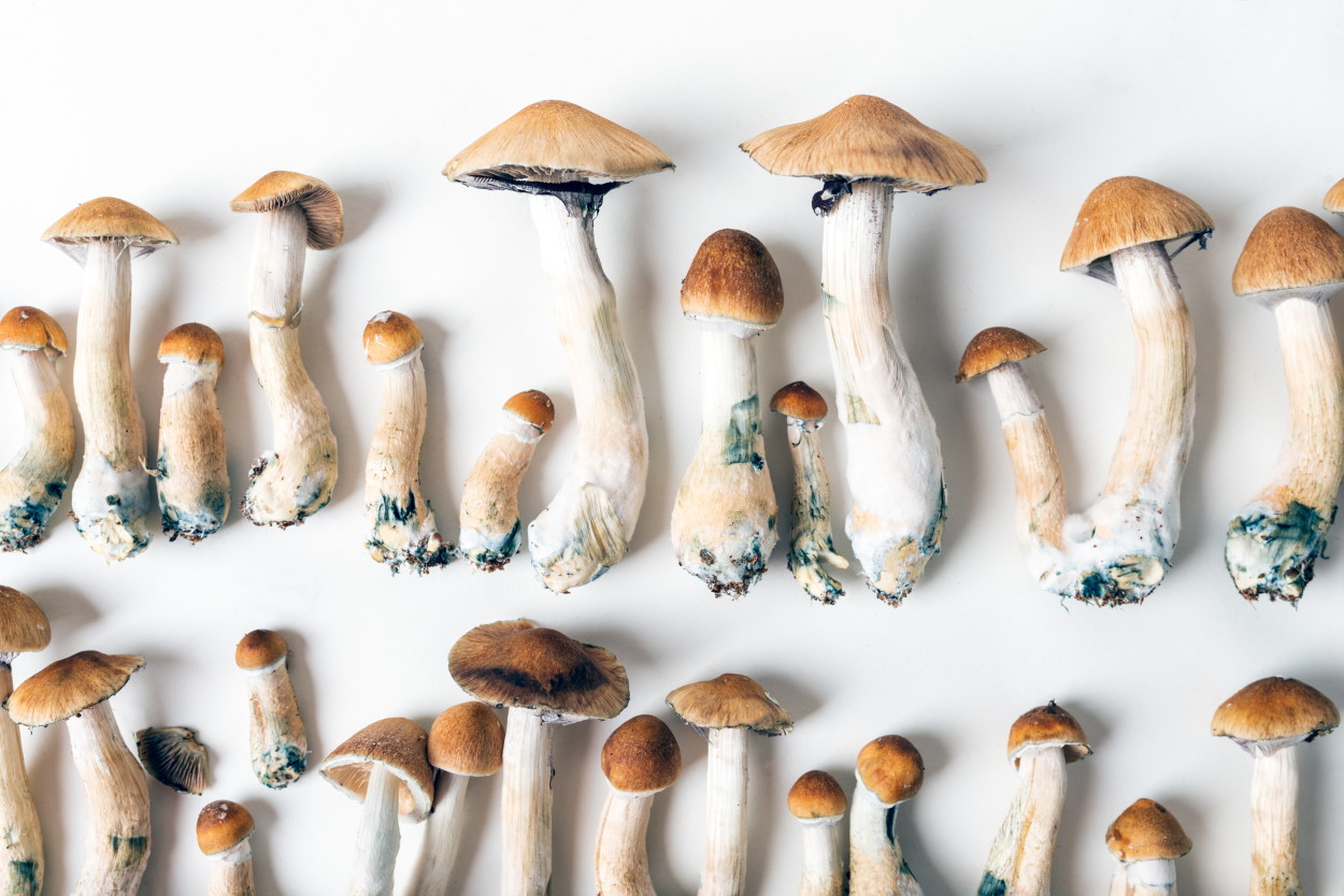 Unlocking the Power of Magic Mushrooms: how psilocybin in magic mushrooms affects brain function
