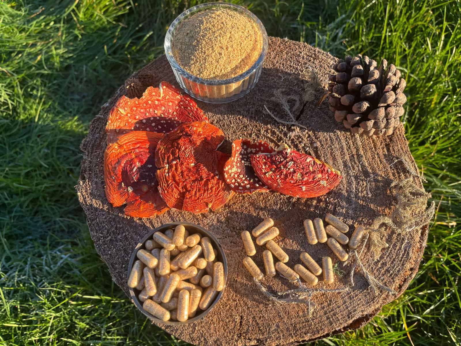 Buy Amanita Muscaria Capsules