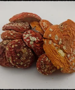 Buy Amanita Muscaria Mushrooms