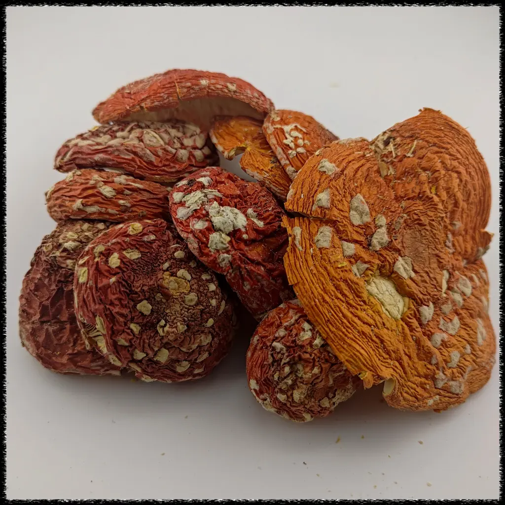 Buy Amanita Muscaria Mushrooms