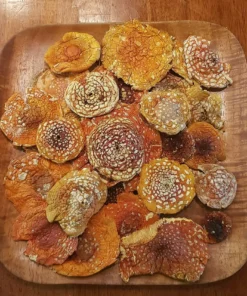 Buy Amanita Muscaria Mushrooms