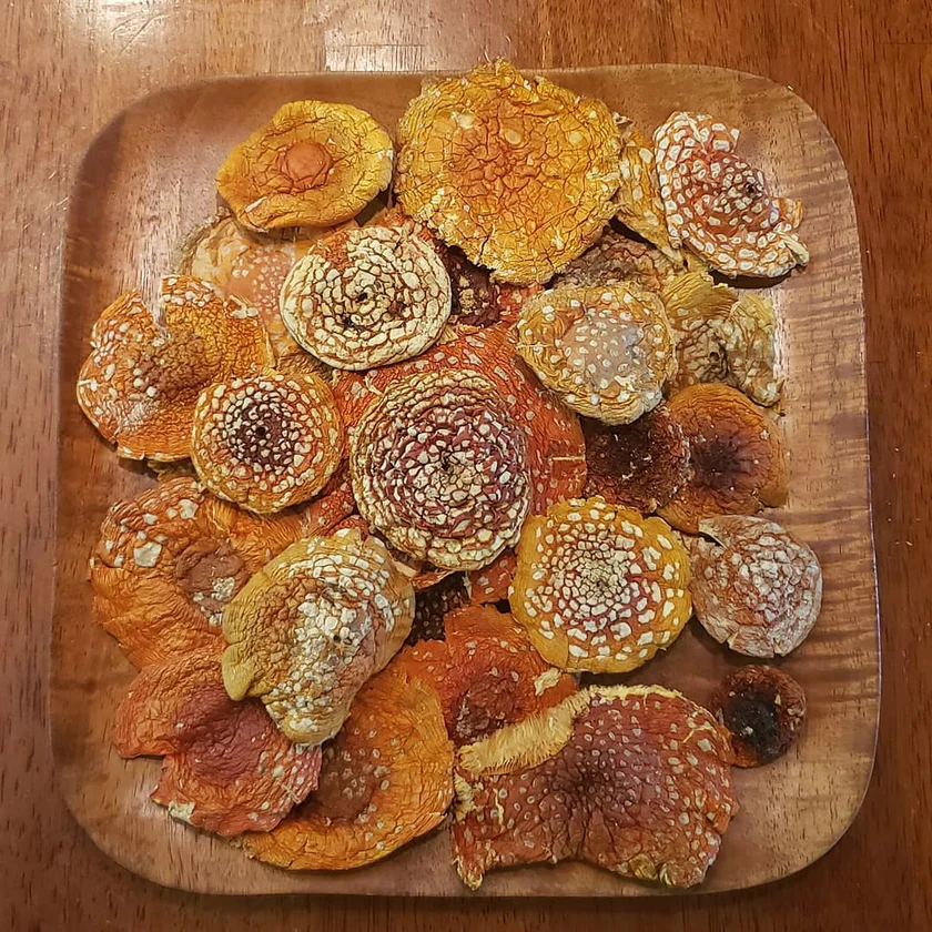 Buy Amanita Muscaria Mushrooms