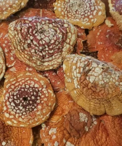 Buy Amanita Muscaria Mushrooms