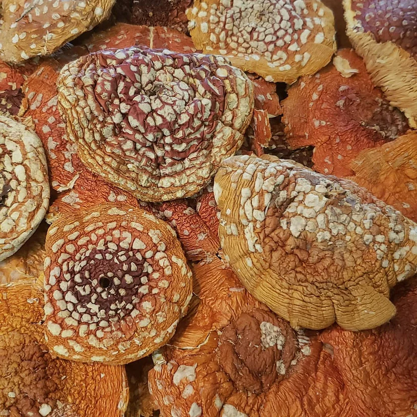 Buy Amanita Muscaria Mushrooms