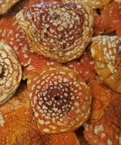 Buy Amanita Muscaria Mushrooms
