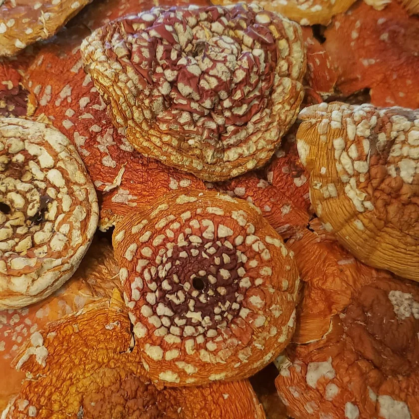 Buy Amanita Muscaria Mushrooms